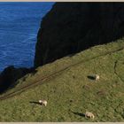 coastal path near St Abbs