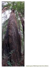 coastal redwood