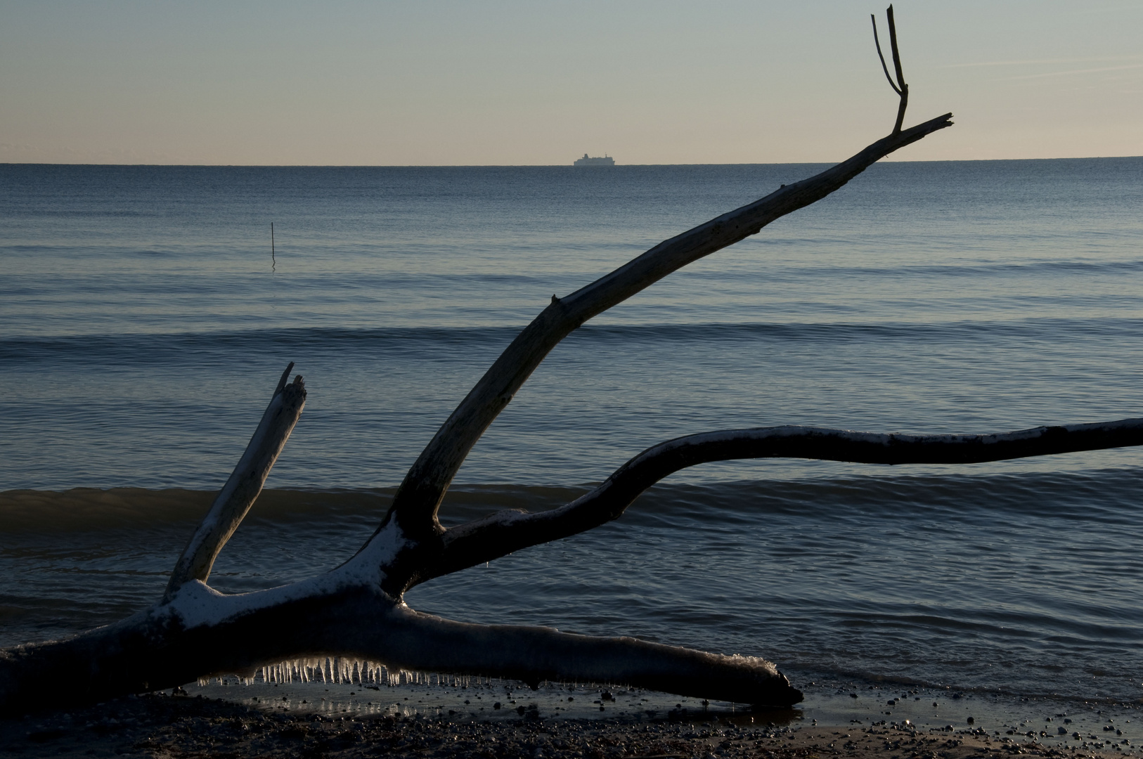 Coastline Tree