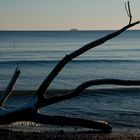 Coastline Tree