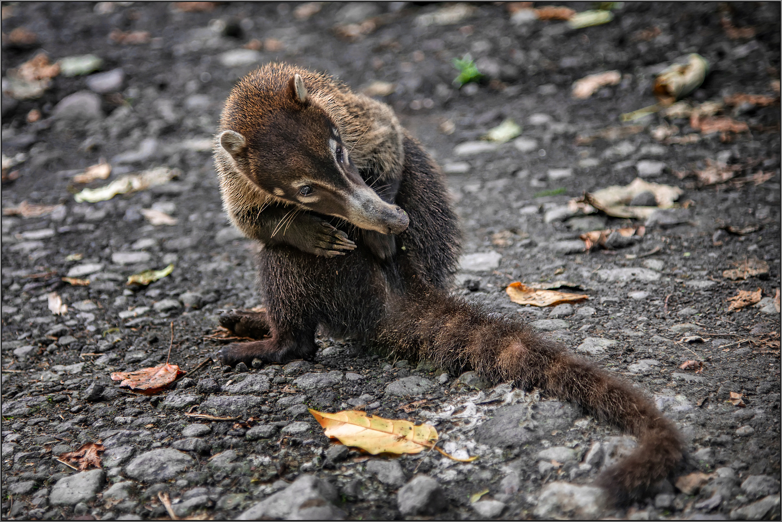 Coati