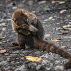 Coati