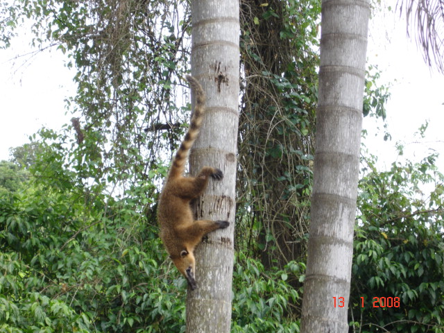 Coatí