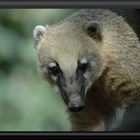 coati