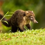 Coati