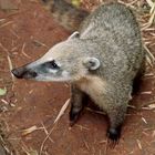 coatí