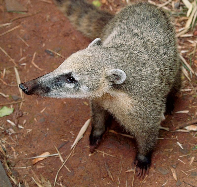 coatí