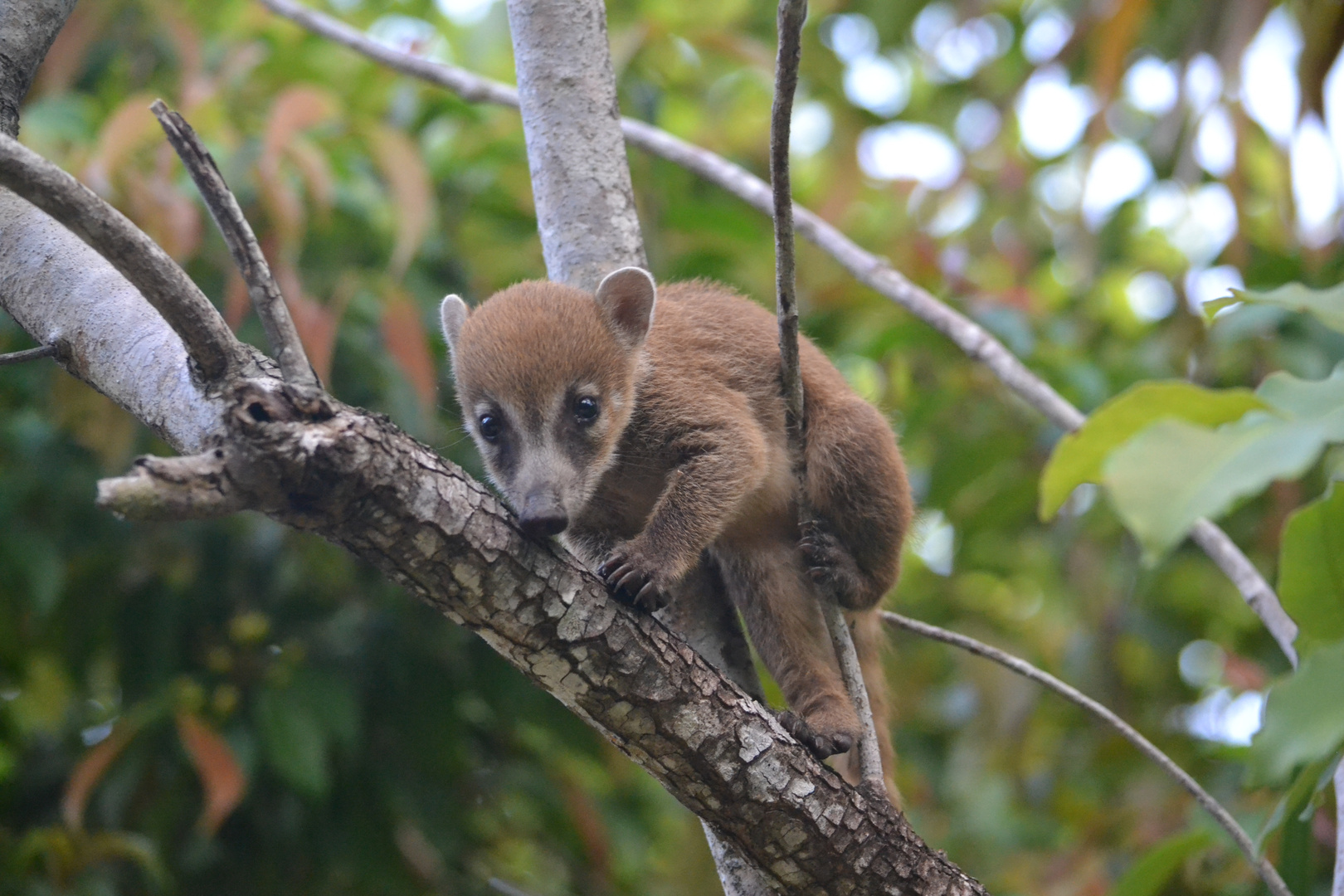 Coati beim klettern