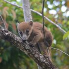 Coati beim klettern