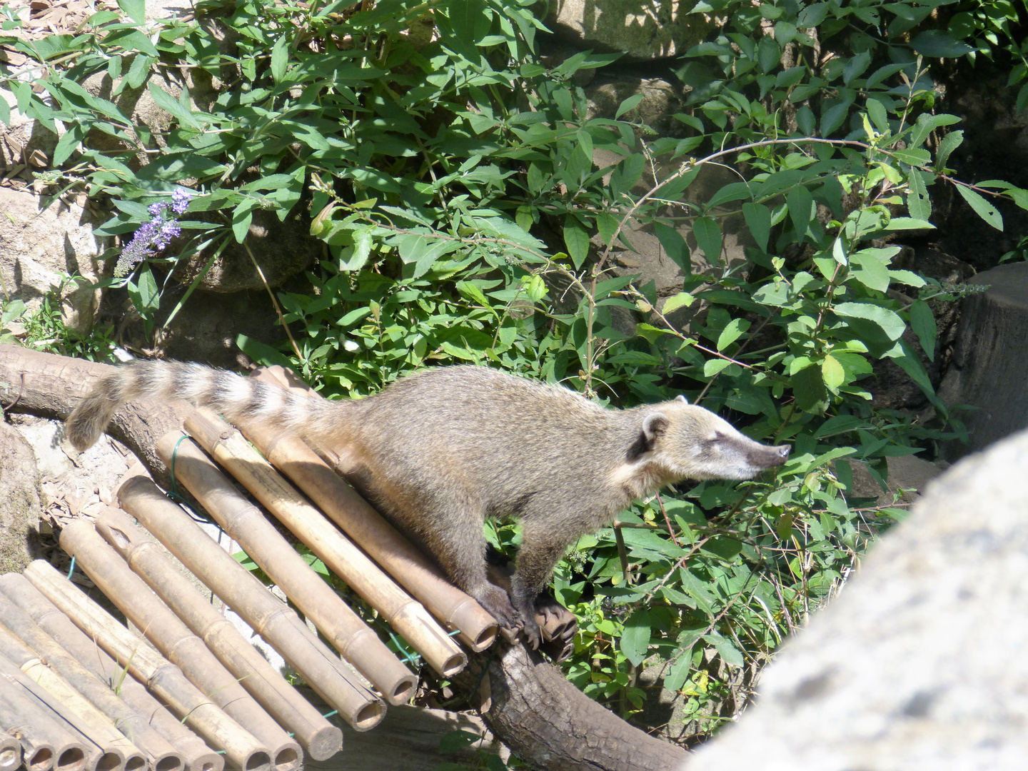 Coati brun (2)