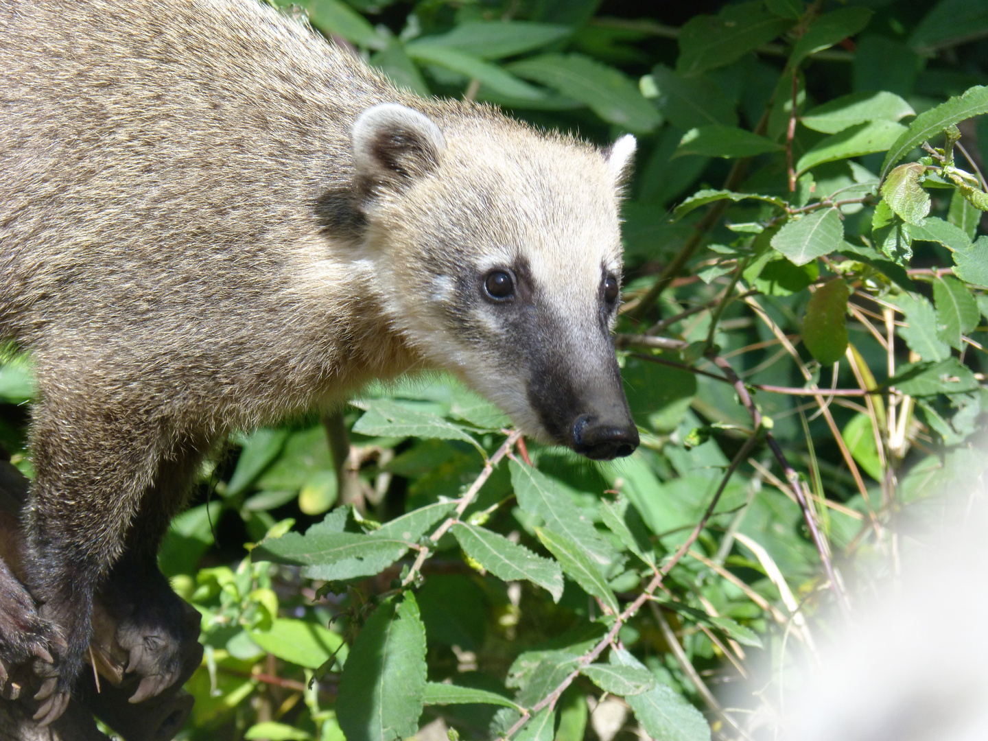 Coati brun