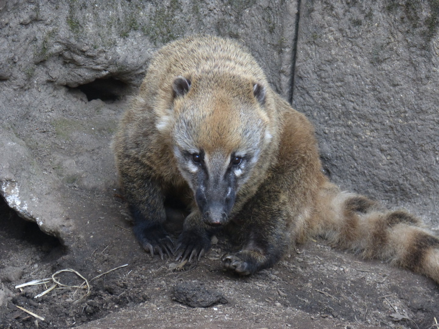 Coati brun