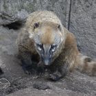 Coati brun