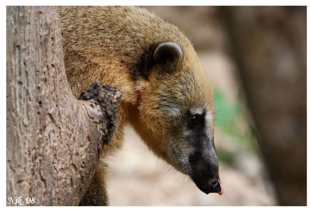 Coati