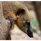 Coati