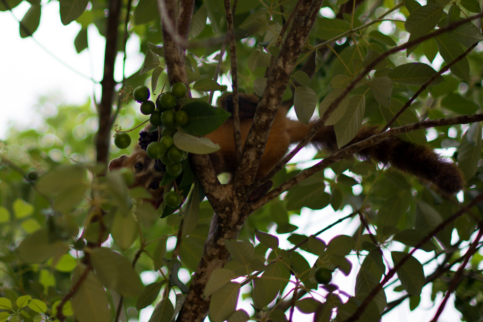 Coati