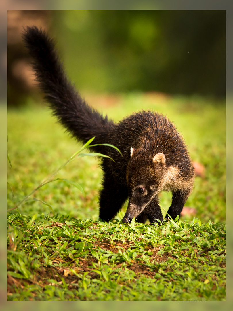 Coati II