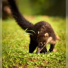 Coati II