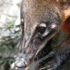 Coati Male