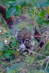 Coati Nasenbär