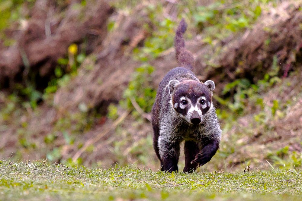 Coati -Nasenbär