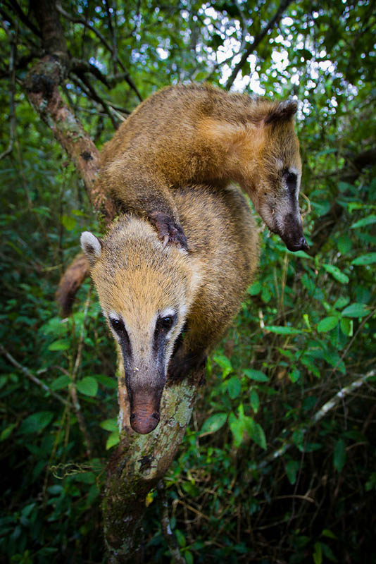 Coati-Nasenbear