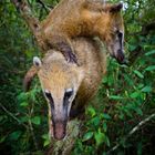 Coati-Nasenbear