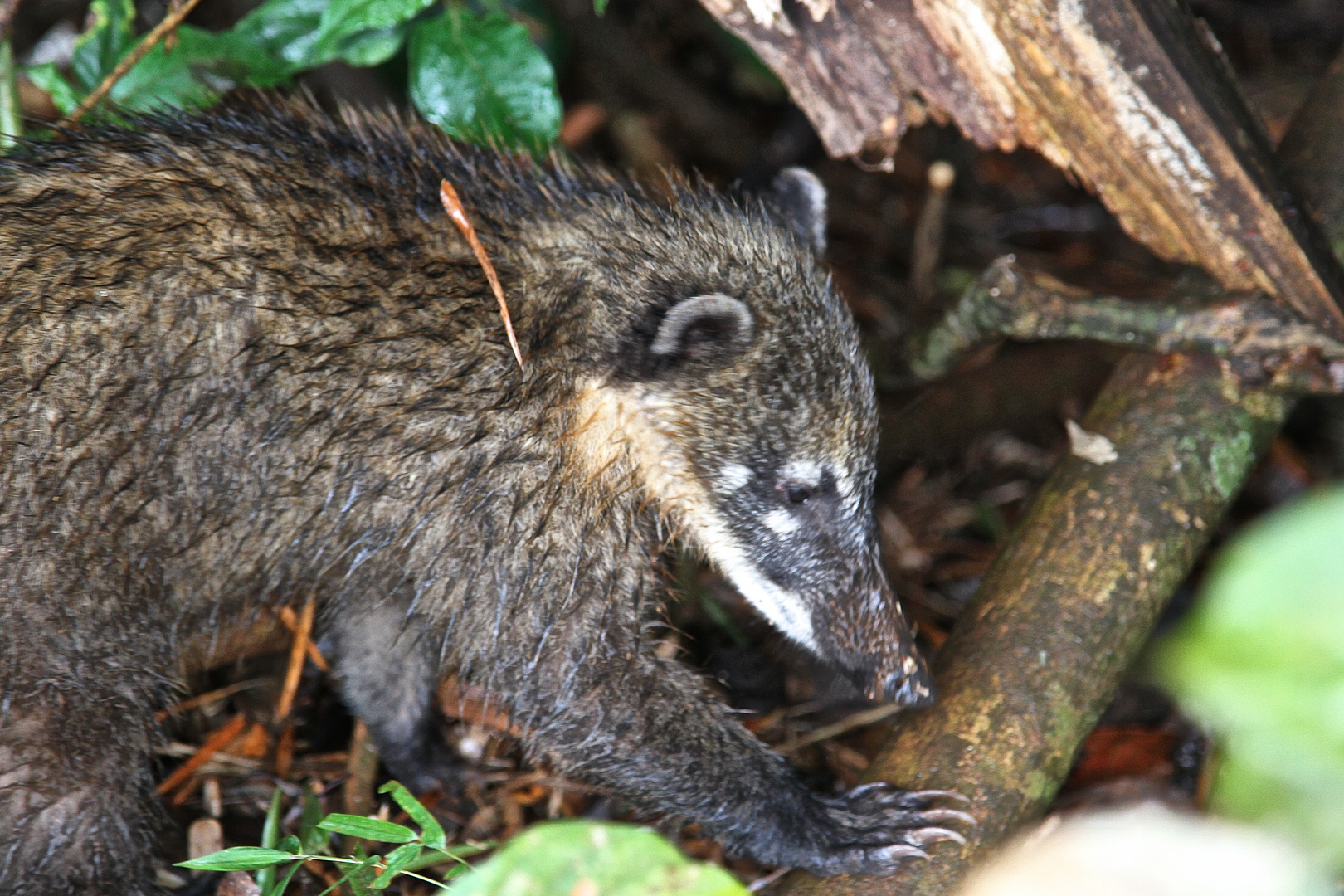 Coati oder Nasenbär