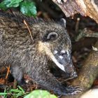 Coati oder Nasenbär