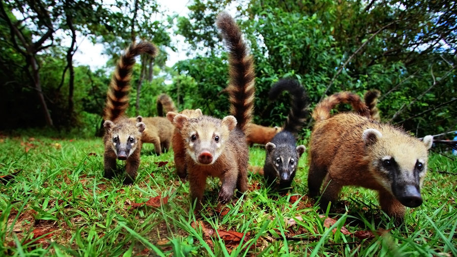 Coatis Nasenbaeren