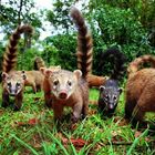 Coatis Nasenbaeren