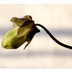 ` Cobaea scandens ´