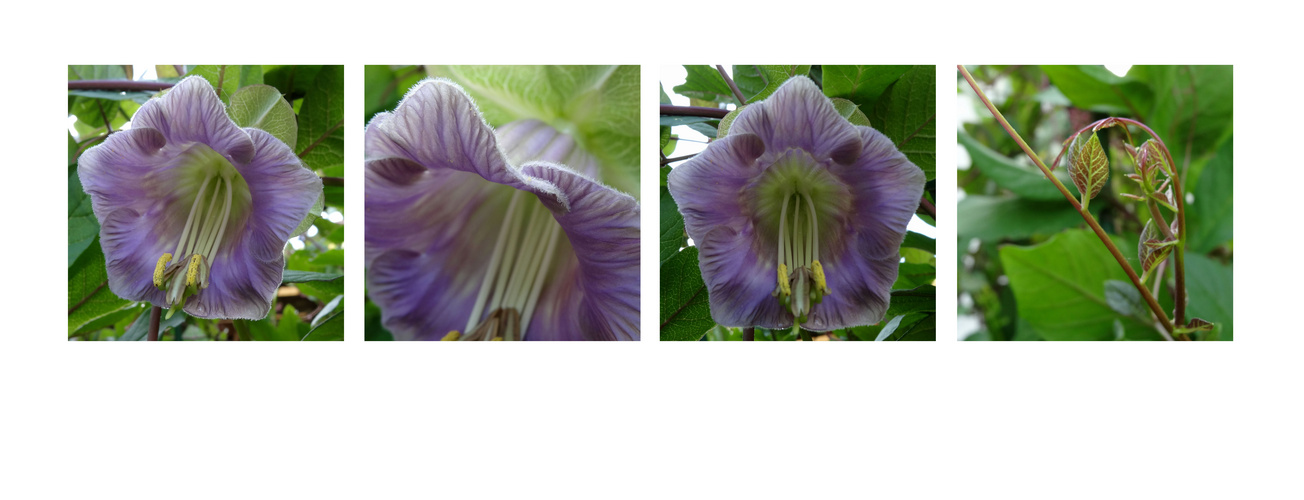 cobaea scandens