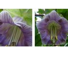 cobaea scandens