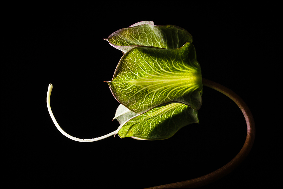 COBAEA SCANDENS