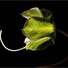 COBAEA SCANDENS