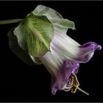 COBAEA SCANDENS II