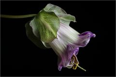 COBAEA SCANDENS II