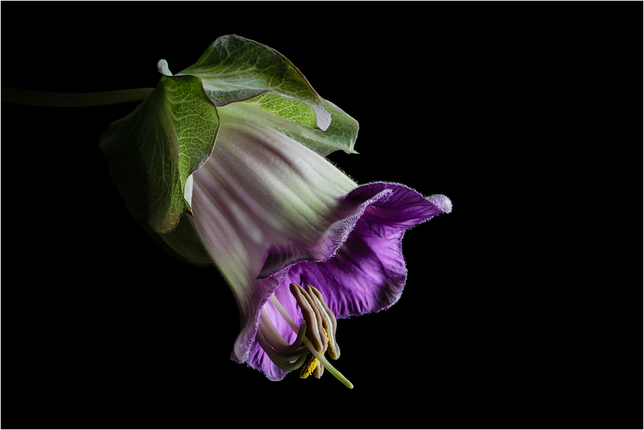 COBAEA SCANDENS V