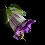 COBAEA SCANDENS V