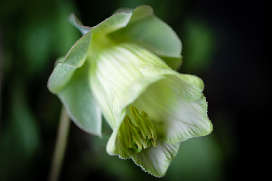 COBAEA SCANDENS VI