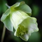 COBAEA SCANDENS VI