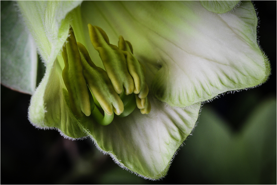 COBAEA SCANDENS VII