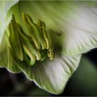 COBAEA SCANDENS VII