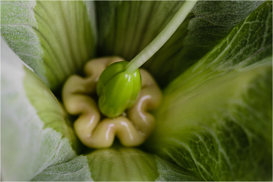 COBAEA SCANDENS VIII