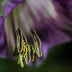 COBAEA SCANDENS VIII