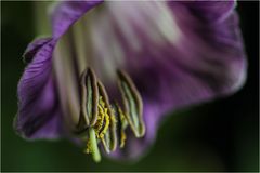 COBAEA SCANDENS VIII