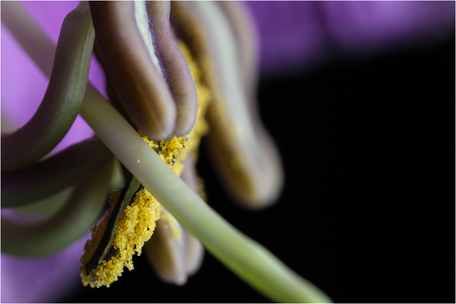 COBAEA SCANDENS X