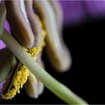 COBAEA SCANDENS X