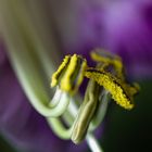 COBAEA SCANDENS XIV